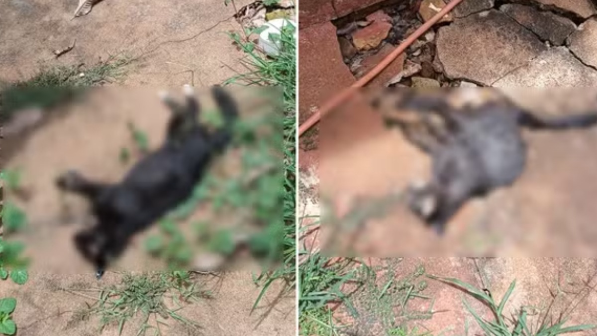 Moradores encontram 19 gatos mortos no Centro de São Joaquim da Barra