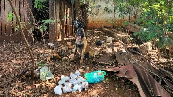 Cão K9 Fenrir da GCM localiza drogas durante operação em Ribeirão