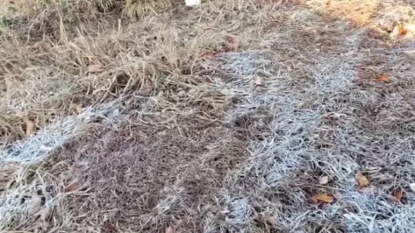 Previsão de geada preocupa produtores que precisam se preparar a chegada do frio