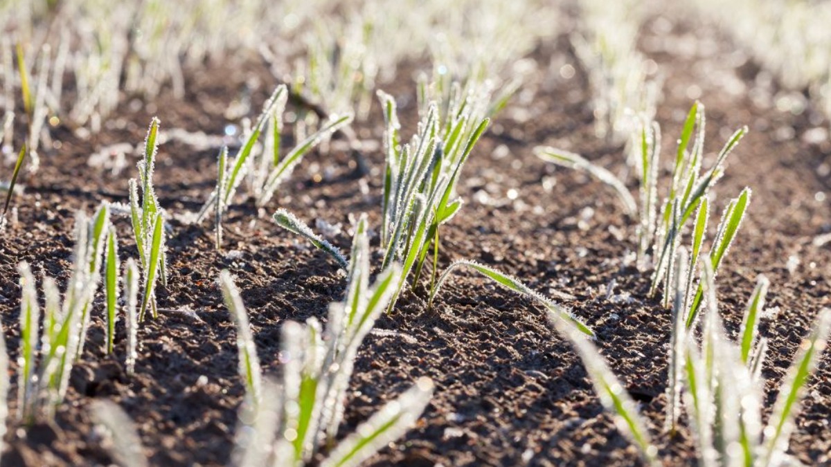 Frio intenso prejudica agricultores e muda hábitos dos ribeirão-pretanos
