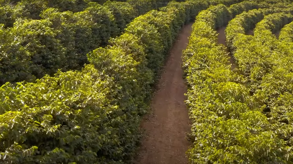 Como o produtor pode proteger as lavouras das baixas temperaturas?