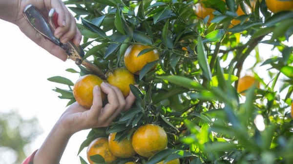 Quilo da laranja sofre aumento de 50% com relação ao ano passado