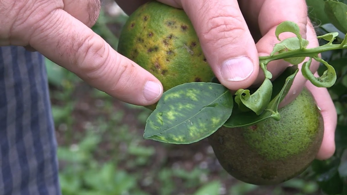 Estudo aponta bom desempenho de inseticidas contra o inseto causador do greening