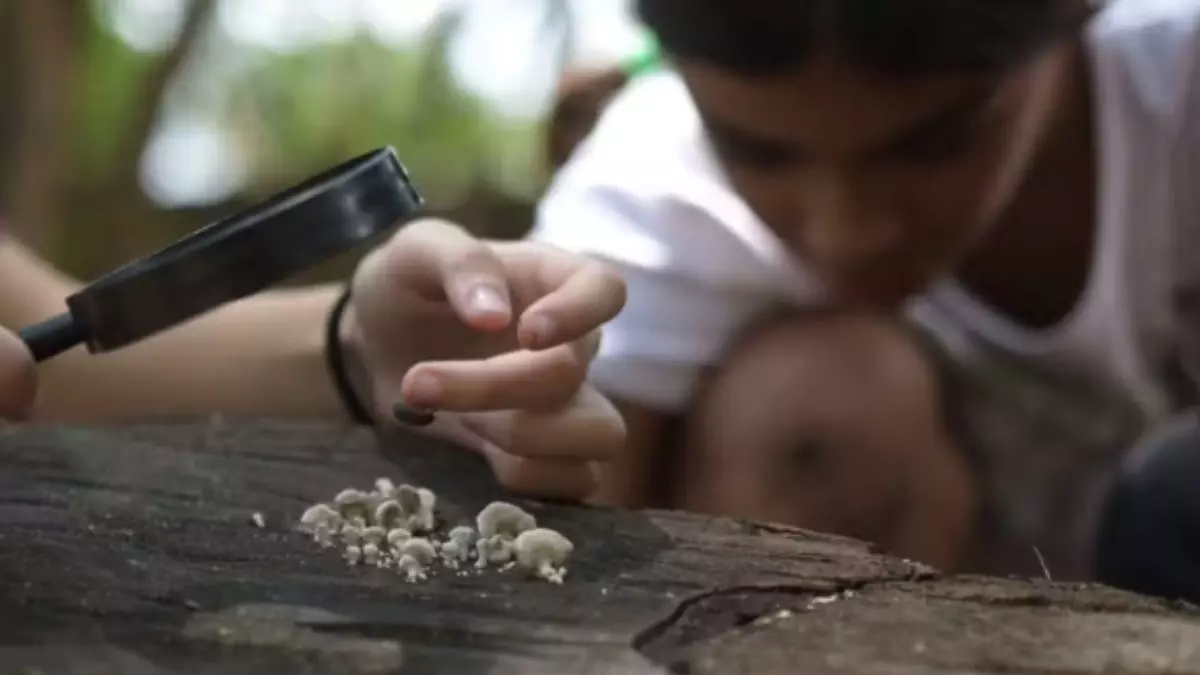 Entre os materiais estão binóculos, bússolas, lupas e o álbum de figurinhas de aves - Crédito: Divulgação