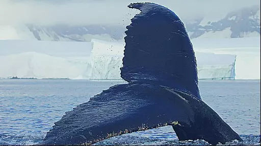 Hilda Hilst Enfrenta Moby Dick