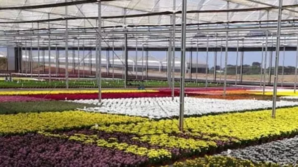 Holambra inicia venda de ingressos para o Estufas Abertas