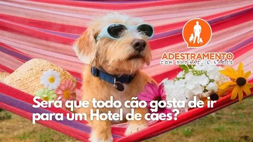 Será que todo cão gosta de ir para um Hotel de cães?