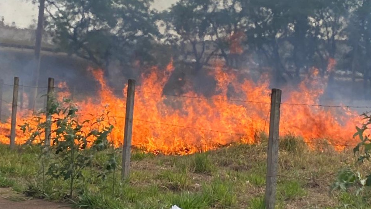 Incêndio de grandes proporções atinge área de vegetação no Jardim Manoel Penna em Ribeirão Preto