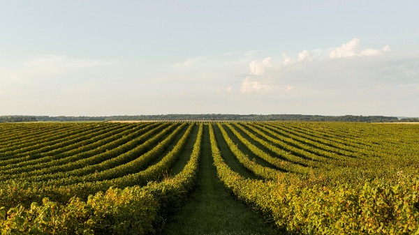 Uma das principais mudanças é a dispensa de um pré-cadastro na Plataforma de Governança Territorial. (Foto: Reprodução/Freepik) - Foto: Divulgação