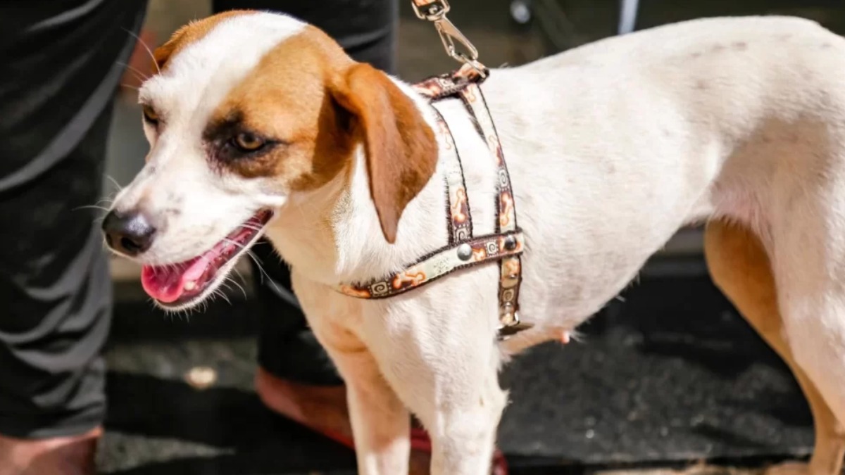 Ribeirão Preto tem inscrições gratuitas para castração de cães e gastos neste domingo (8)