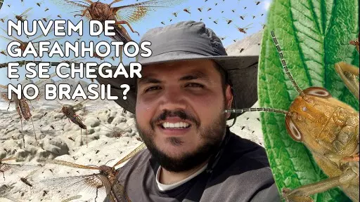 Infestação de gafanhotos na Argentina: O que precisamos saber.