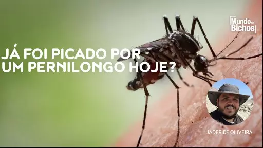 É verão e os insetos vão invadir a sua casa, prepare-se!