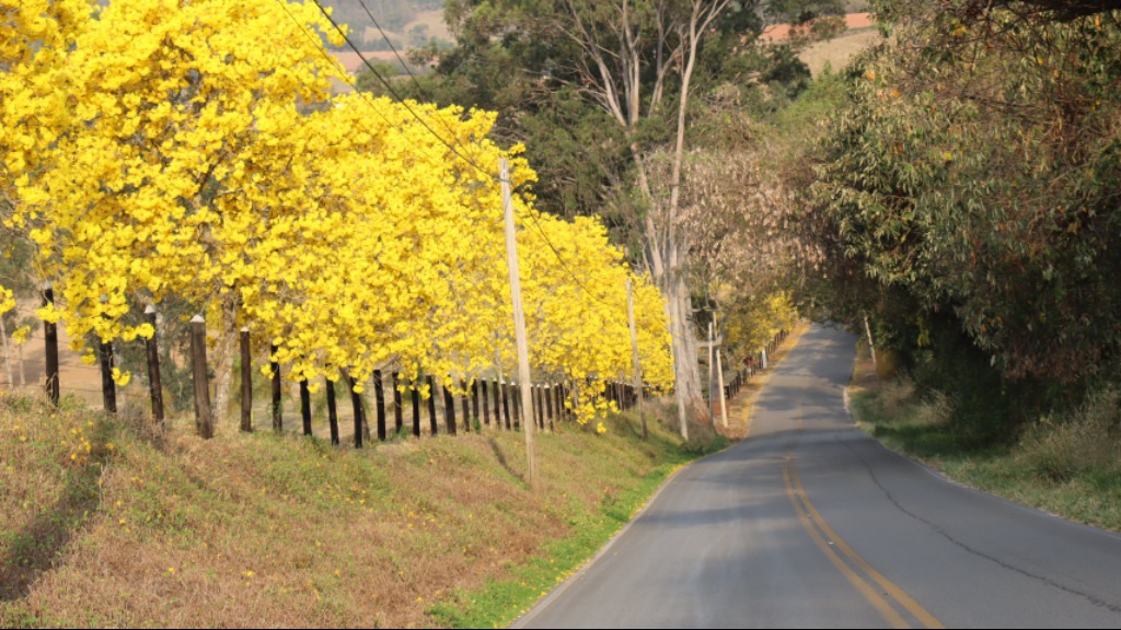 Ribeirão Preto terá plantio de ipês em homenagem ao 