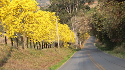 Florada de ipês-amarelos no Bairro da Serra, em Serra Negra (Foto: Redes Sociais/Prefeitura  de Serra Negra) - Foto: Rede sociais/Prefeitura de Serra Negra