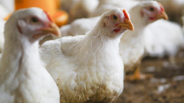 Caso de gripe aviária em granja no Sul do Brasil interrompe compra de frango por outros países