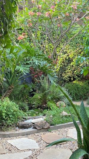 Sintropia. Inteligente e natural para cuidar do seu jardim
