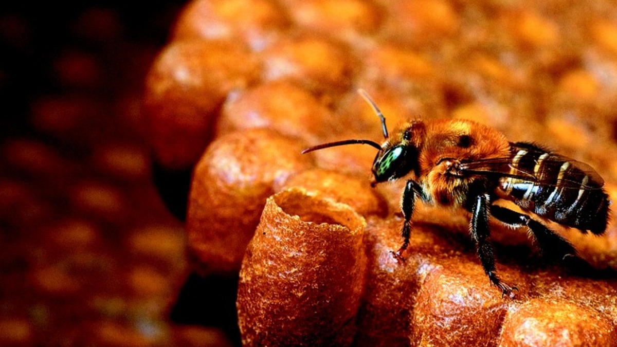 Produção de mel deve cair 30% com atraso das chuvas e queimadas em regiões produtoras