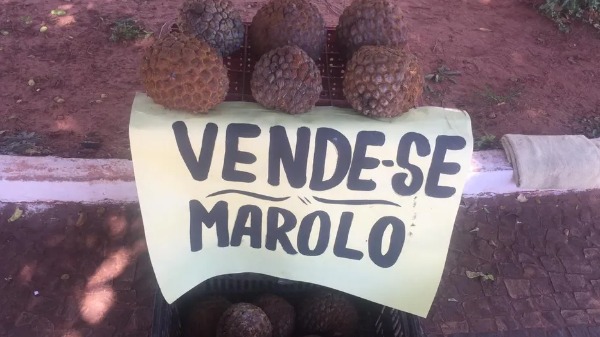 Carol Ferreira: plantas, dicas e histórias