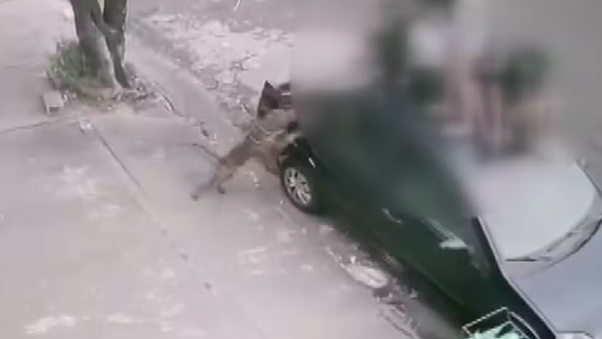 Crianças vítimas de ataque de pitbull descrevem momentos de terror
