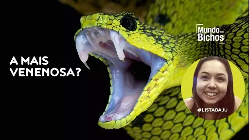 10 curiosidades sobre cobras