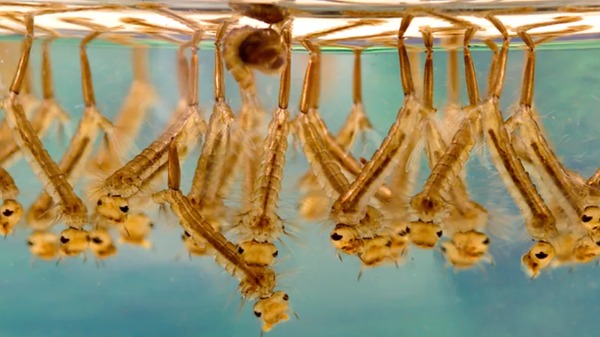 Por que as cidades têm tanta dificuldade em controlar a dengue?