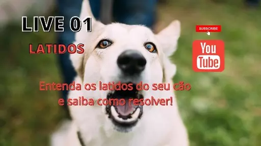 Problemas com os latidos do seu cachorro? Aula especial!