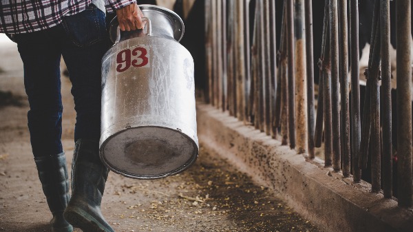 Produção de leite - Foto: Freepik