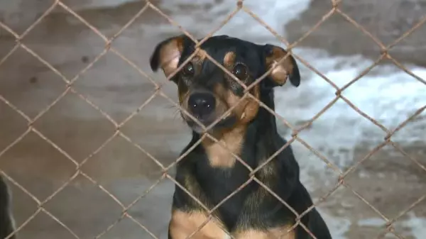 Campanha de Adoção de Animais é cancelada em Araraquara