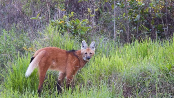 A vida e os desafios do lobo-guará, um dos animais mais amados do Brasil