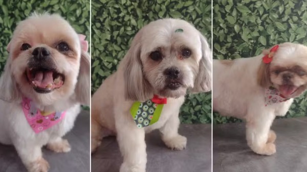 Cachorros morrem durante viagem em carro de pet shop em Americana