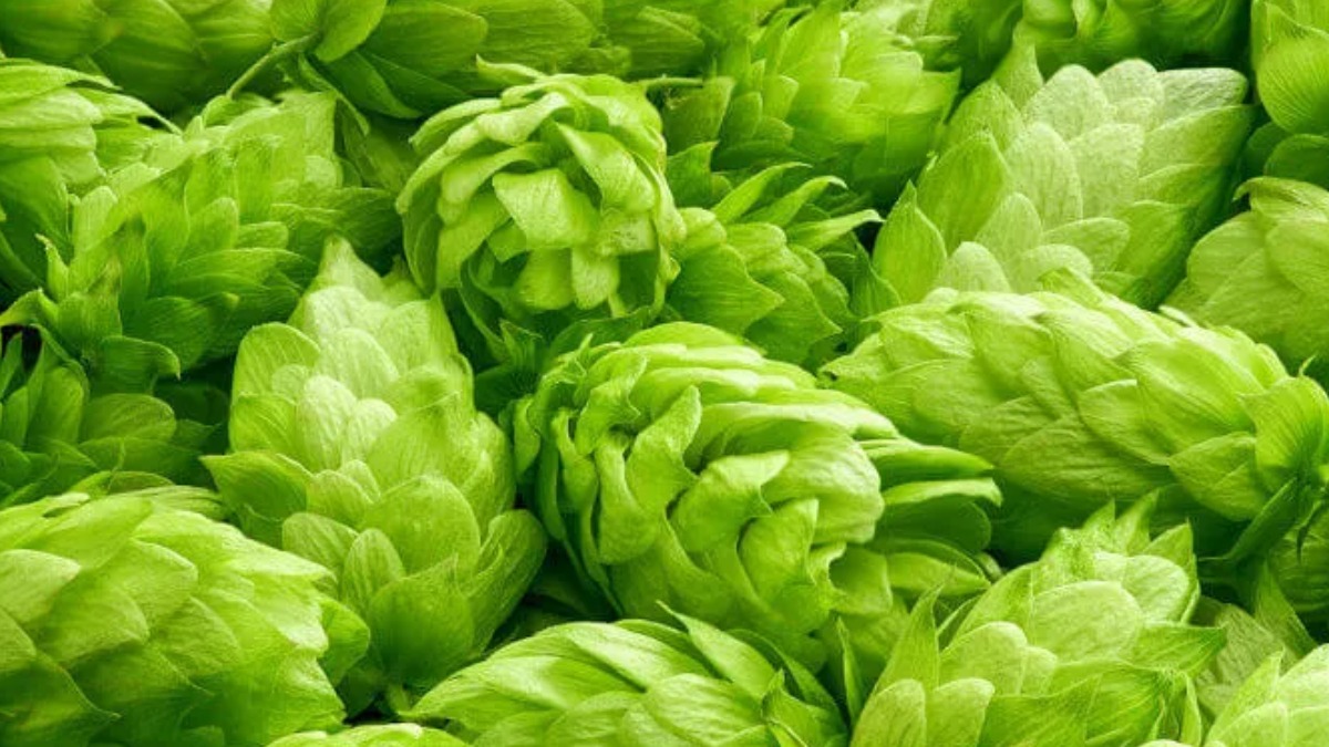 Saiba como é feito o cultivo