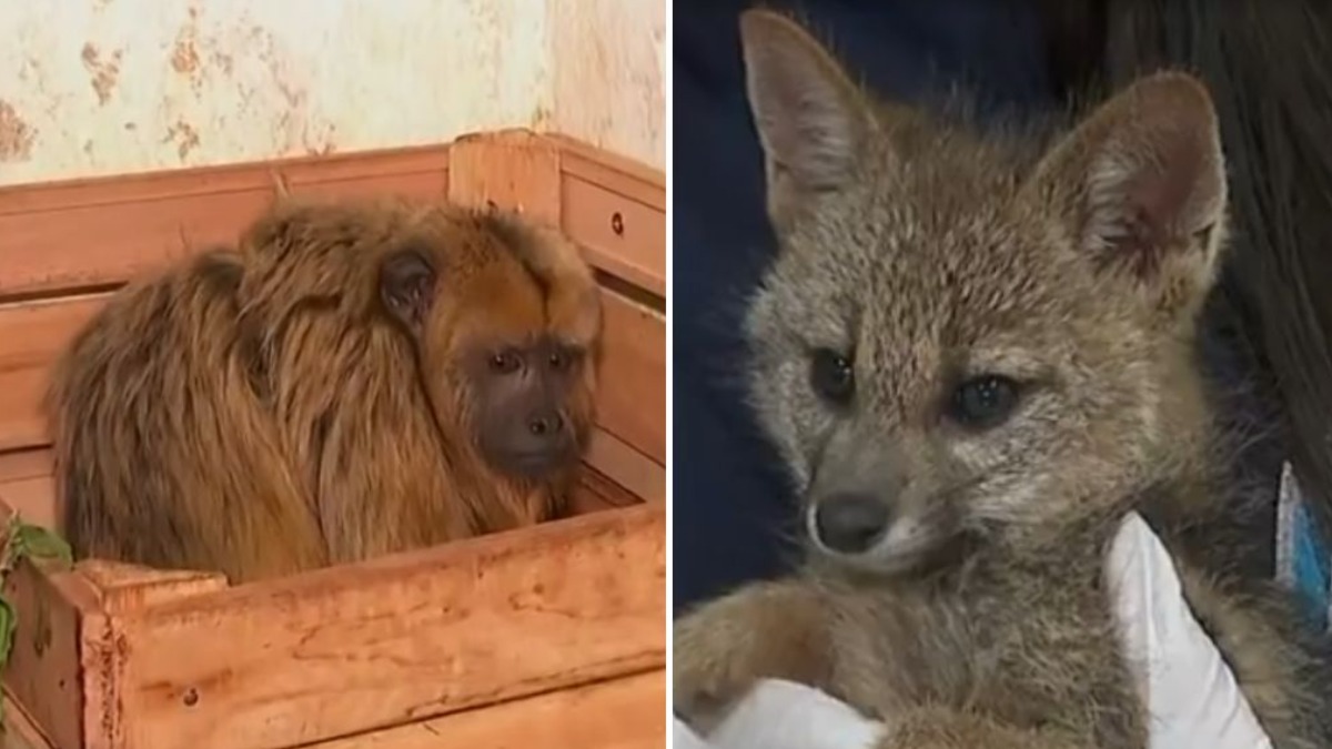 Bosque de Ribeirão vai fazer a soltura de dois animais tratados pelo Cetras