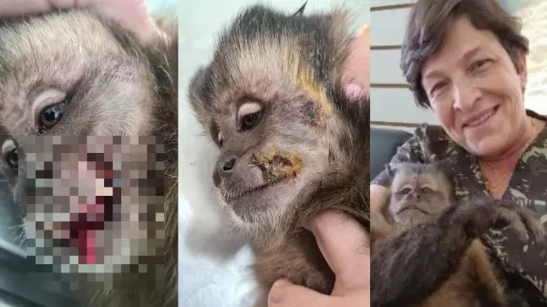 Macaco-prego resgatado passa por cirurgia na região de Ribeirão Preto
