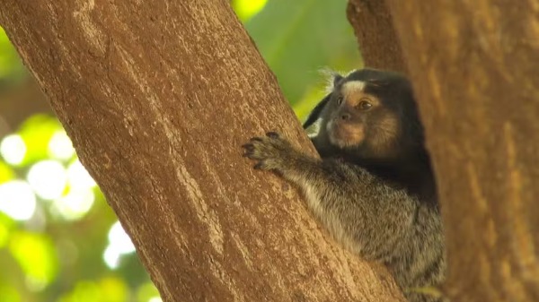 Morte de macacos por febre amarela na região preocupa especialistas sobre circulação da doença