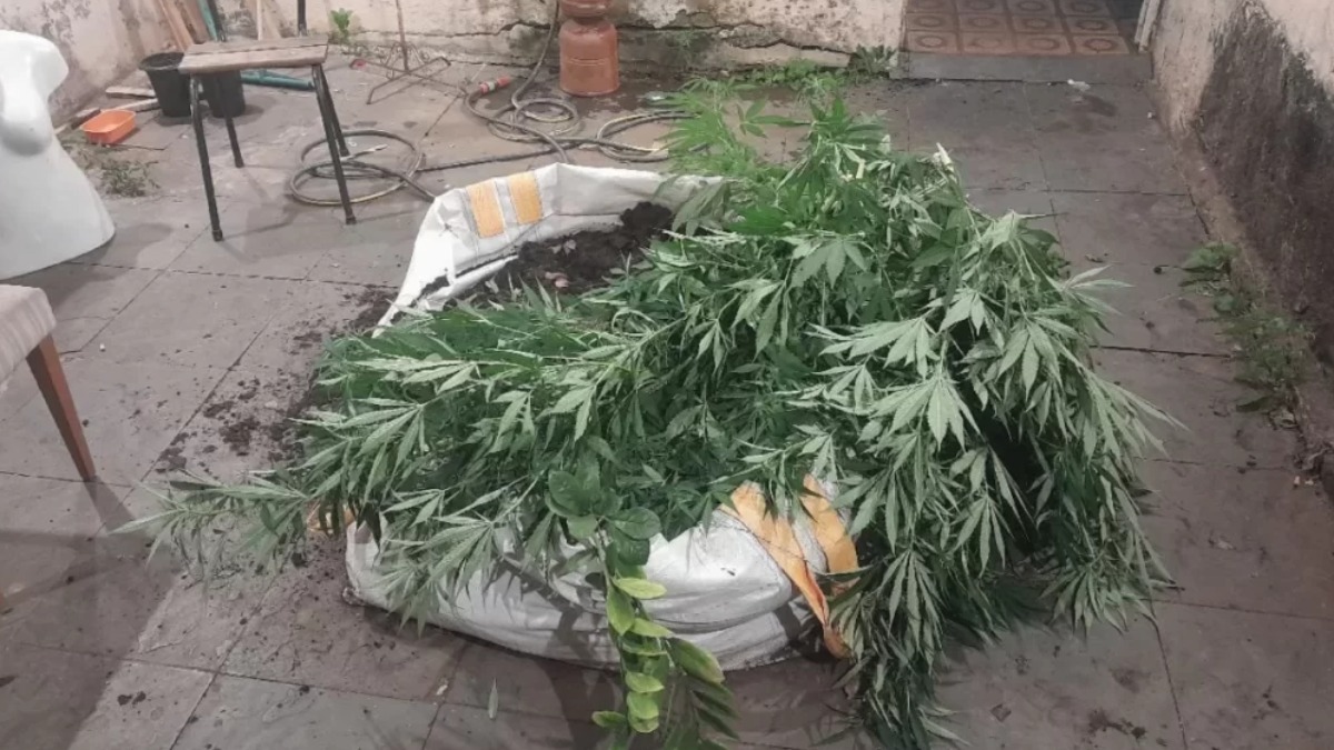 Denúncia de maus-tratos a cão revela cultivo de maconha em Rio Claro