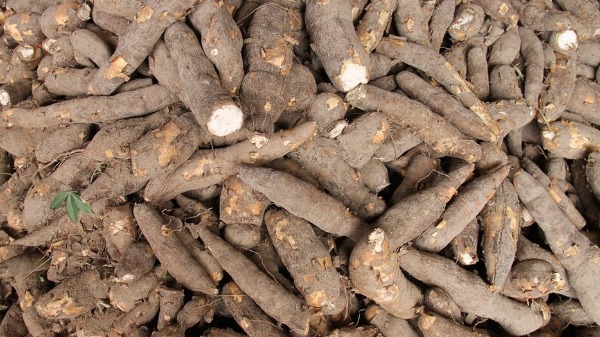 Mandioca  Foto: Pixabay - Foto: Divulgação