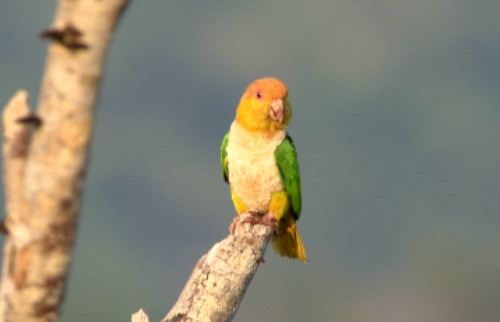 Marianinha-de-cabeça-amarela