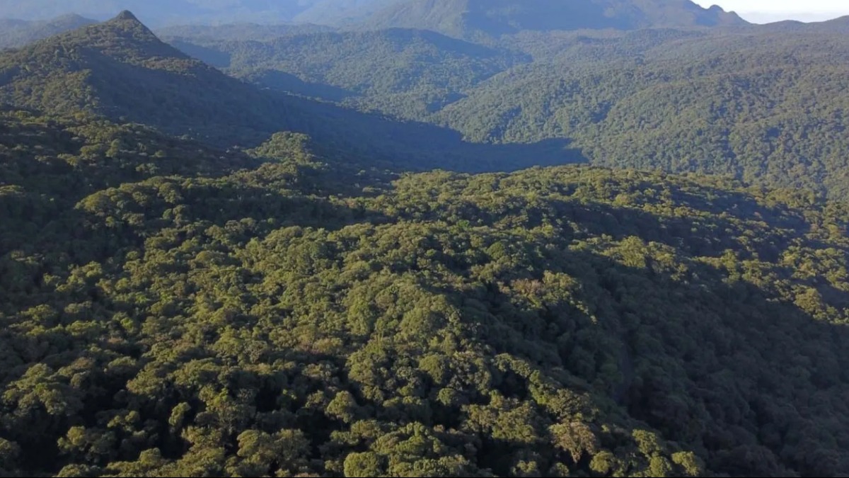 Especial Mata Atlântica: O 'quintal' dos brasileiros (Dia Nacional da ...