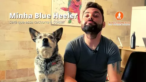 Minha Blue Heeler - Será que ela é doida?