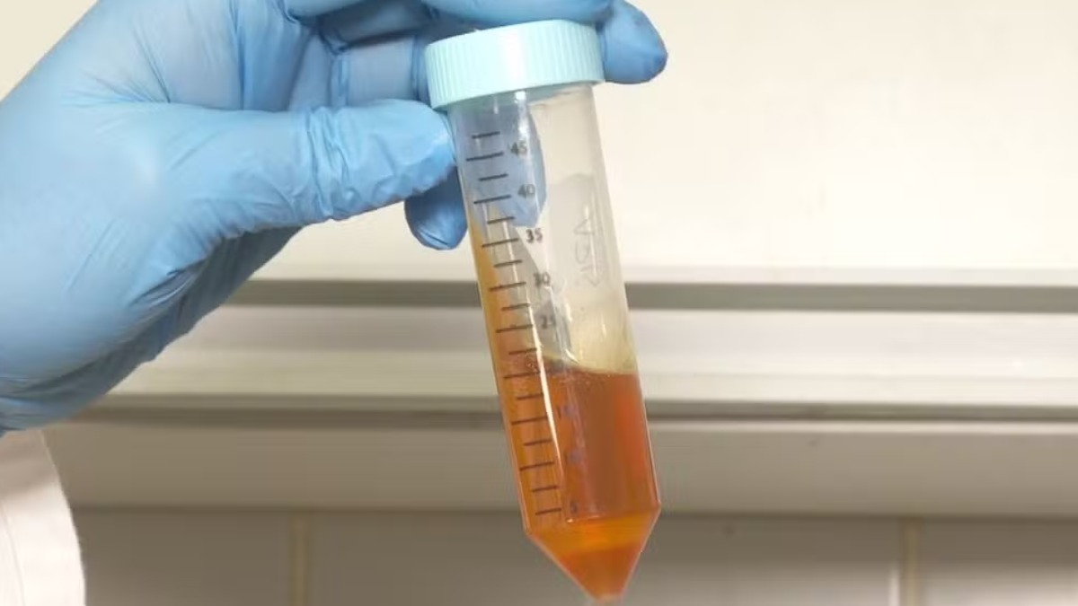 Cientistas criam mel de chocolate com casca de cacau e ampliam conservação do produto Cientistas criam mel de chocolate com casca de cacau e ampliam conservação do produto