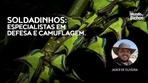 Soldadinhos: como não se apaixonar?