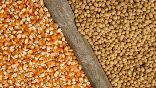 Em 2022, exportações de soja do Brasil devem ficar abaixo do valor projetado