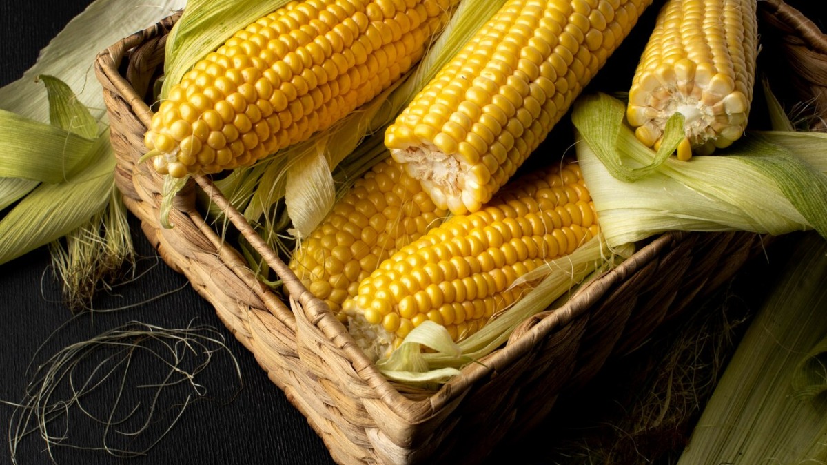 Produção nacional de milho registra queda de 5,9% em comparação ao último mês
