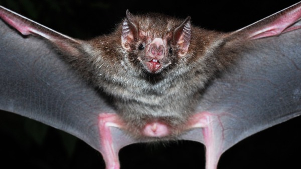 Você sabia que os morcegos-vampiros podem causar sérios riscos para pessoas e criações?