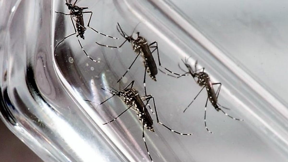 Número de casos de chikungunya dispara 252% em Ribeirão