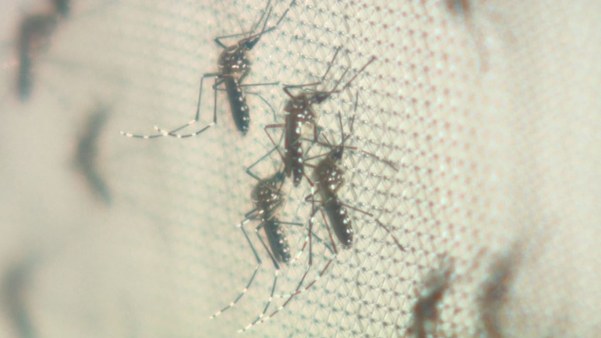 Epidemia: Araraquara ultrapassa 14 mil casos de dengue