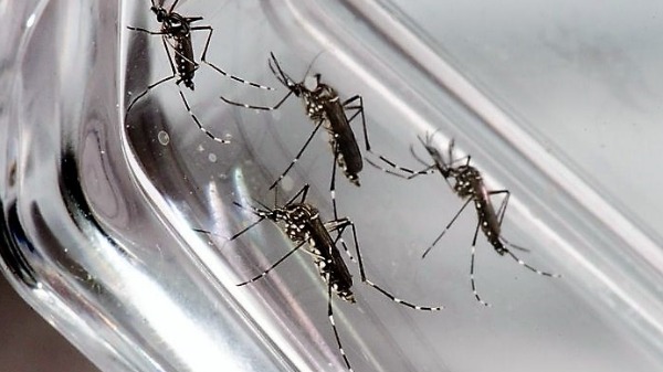 Mosquito Aedes aegypti, transmissor da Dengue, Zika e Chikungunya. Foto: Divulgação - Foto: Divulgação