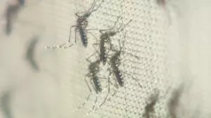 Com dengue em alta, prefeitura reforça pedido de apoio à população