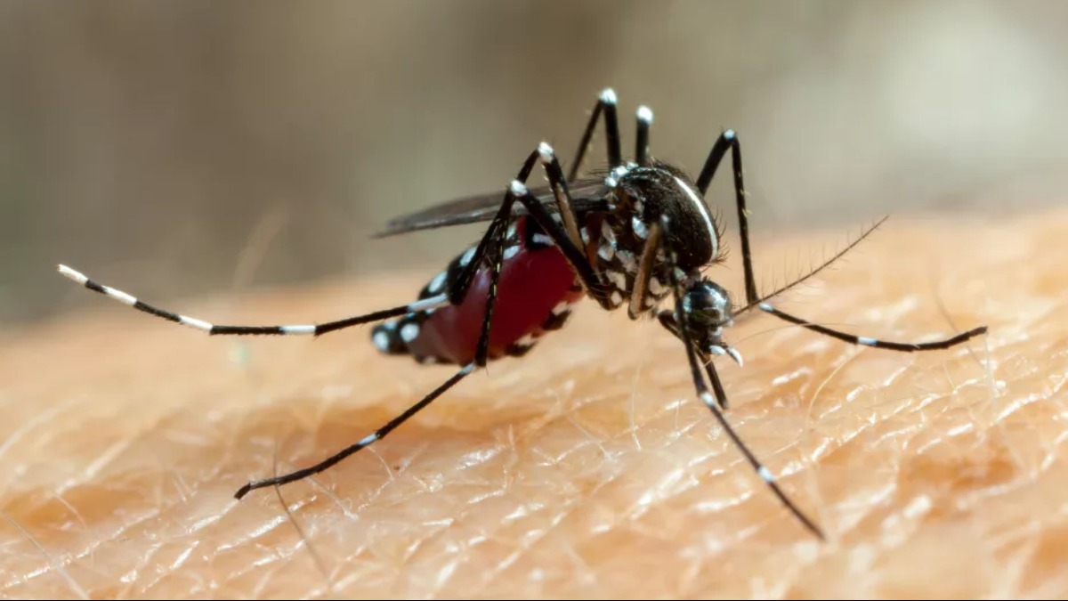 Número de casos de dengue passa de 14 mil em Ribeirão