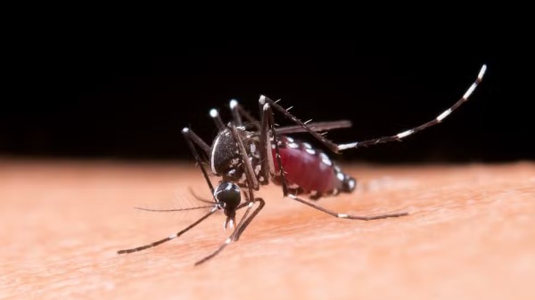 Secretaria de Estado da Saúde de São Paulo realiza força-tarefa contra a dengue